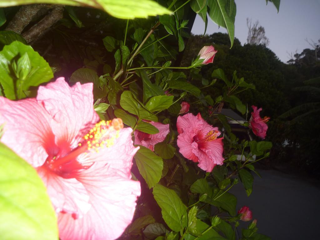 Pohutukawa Coast Bnb Te Puru Exterior photo