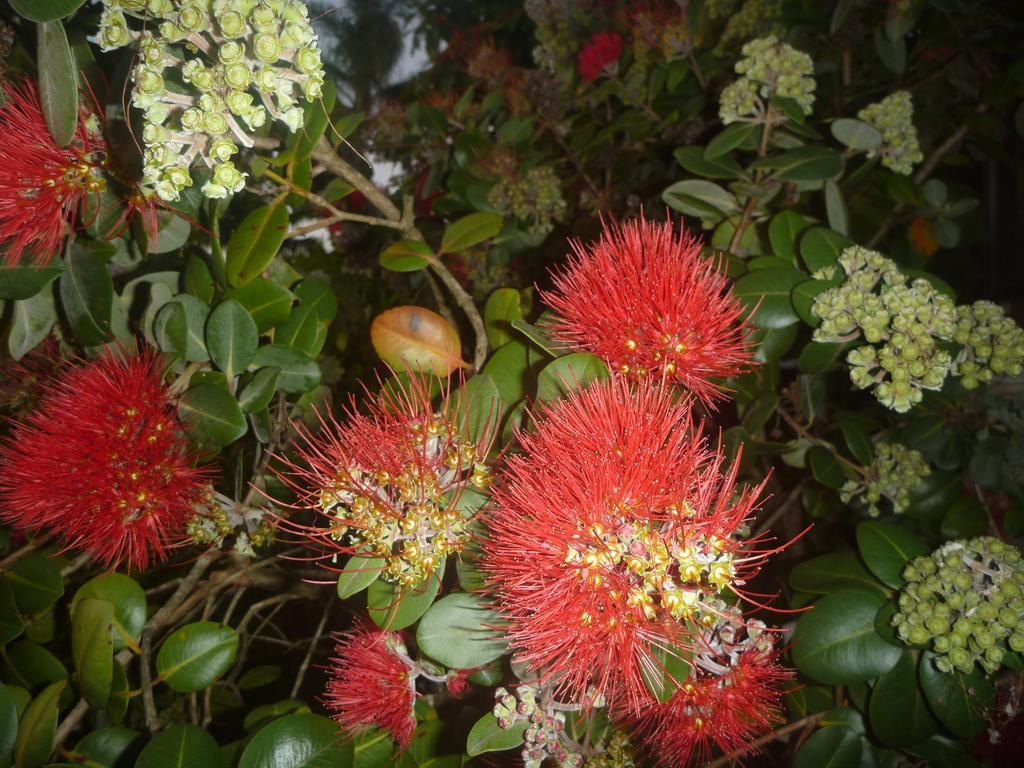 Pohutukawa Coast Bnb Te Puru Exterior photo