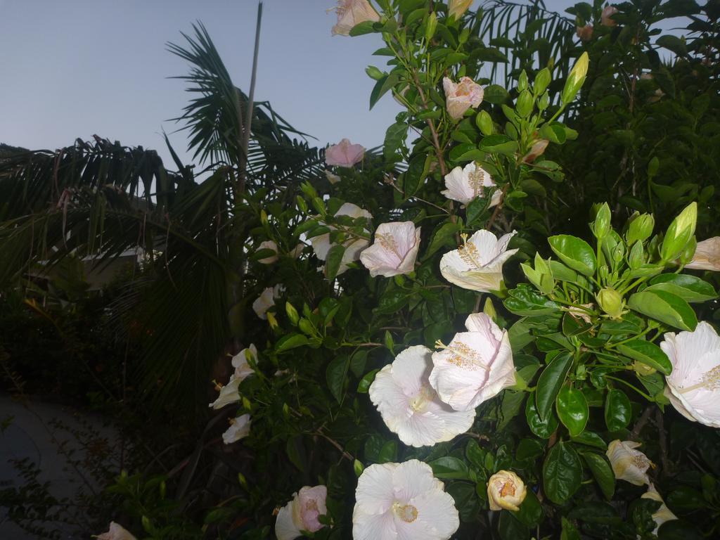 Pohutukawa Coast Bnb Te Puru Exterior photo